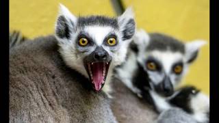 Lemur Sounds and Calls [upl. by Atterys]