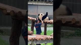 Pandas Lazy Behavior in Real Life Captured [upl. by Edgardo]