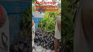 BAPS NURSERY video viralvideo nursary vlogvideo shortvideo agriculture farming [upl. by Addiel739]