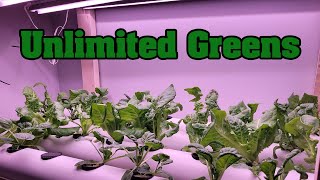 How To Build A DIY Hydroponic System To Grow Food At Home [upl. by Achilles]