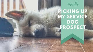 Picking Up My Service Dog Prospect [upl. by Haggi]