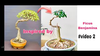 How to develop Ficus Benjamina Bonsai  weeping fig Bonsai [upl. by Nirra]