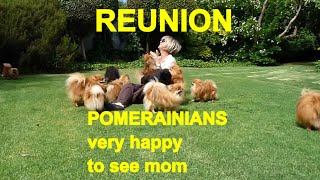 Reunion  POMERANIANS very HAPPY to see mom  Anjula Pomeranians Toypoms [upl. by Ayerf]