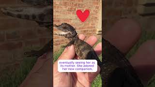 Woman finds baby crocodile 🐊 shorts [upl. by Nitsrek938]