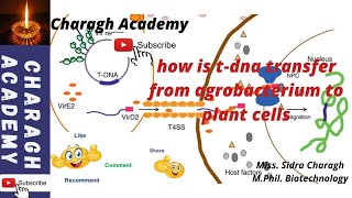 Basic steps in transformation of plant cells by Agrobacterium tumefaciens [upl. by Yennor]