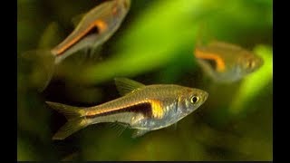 Trigonostigma espei – Lambchop Rasbora mating [upl. by Sidoney289]