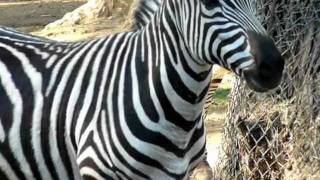 Zebra at Zoo [upl. by Stolzer902]