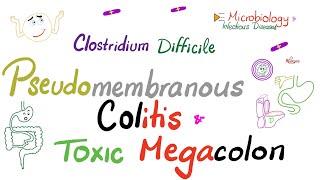 Introduction to Clostridia Clostridium tetani botulinum perfringens difficile  Microbiology 🧫 [upl. by Cort]