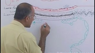 Function of Nephron in Kidney  Regulation of GFR  Renal System Physiology [upl. by Yvehc187]