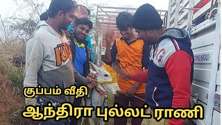 ஆந்திரா புல்லட் ராணி குப்பம் வீதி 2022 [upl. by Hallette]