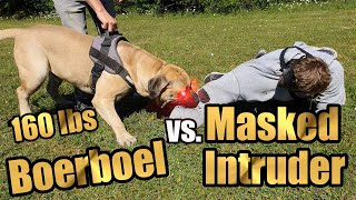 Boerboel Protection Training Dog Attack [upl. by Beacham]