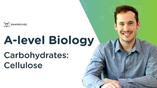 Carbohydrates Cellulose  Alevel Biology  OCR AQA Edexcel [upl. by Itnavart]