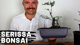 Styling Serissa Bonsai Part 1  Serissa Bonsai Care [upl. by Chapnick]