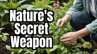 Natures Secret Weapon Unlock the Power of Comfrey in Your Garden [upl. by Fanya]