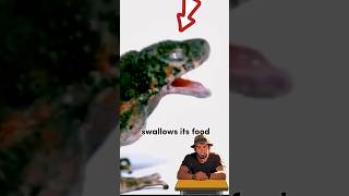 Did You Know Frogs Use Their Eyes to Swallow Food [upl. by Callum]