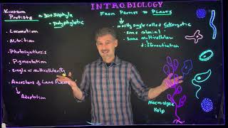 From Protist to Plants Overview of Kingdom Protista [upl. by Nedi]