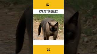 Le chat siamois 👉 Caractéristiques chats chatsdrôles chatsrigolos [upl. by Weylin]