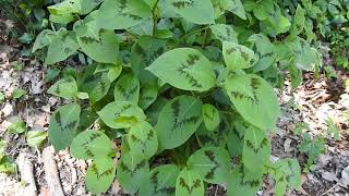 Capital Naturalist Painters Palette Persicaria filiformis [upl. by Clarkin]