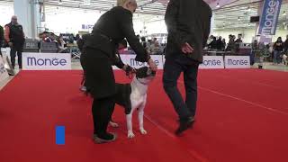 American Staffordshire Terrier ESPOSIZIONE INTERNAZIONALE CESENA 25012019 [upl. by Heinrich]