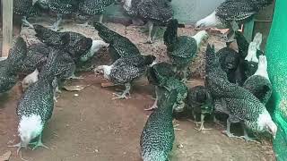 EGYPTIAN FAYOUMI CHICKS  CALL  9843749169  9025377231  FANCY CHICKS AVAILABLE FOR SALE [upl. by Anivad]