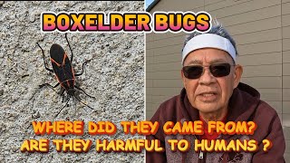 Vlog179 Boxelder Bugs [upl. by Elocen]