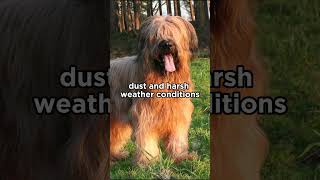 The eyebrows of the Briard dog are not just for looks briard dogs [upl. by Dnalhsa]