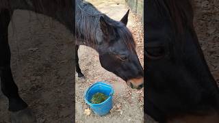 Why did Roxie end up in rescuehorsewelfare animalrescue equestrian horserescue horsehelp [upl. by Aiciram]