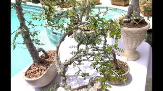 Operculicarya decaryi Exotic Bonsai Pachyform out of Dormancy with Seeds  Episode 66 [upl. by Odrarej399]