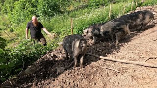 Moving the big pigs to a new pasture [upl. by Asenav]