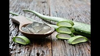 ALOES  LES PLANTES DANS LA BIBLE [upl. by Enytsirk]