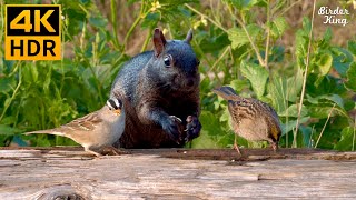 Cat TV for Cats to Watch 😺 Playful Birds Chipmunks Squirrels 🐿 8 Hours 4K HDR [upl. by Sheaff]