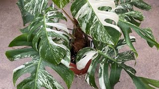 Monstera Deliciosa Variegated Repotting [upl. by Galina139]