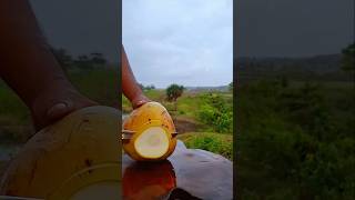 peeling coconut rainy atmosphere ASMR [upl. by Whitehouse]