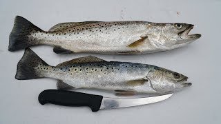 Which One Has Worms Catch Clean Cook Speckled Trout Fish Tacos [upl. by Hally]