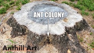 Casting an Ant Colony in a Stump with Molten Aluminum Anthill Art Cast 121 [upl. by Aunson158]