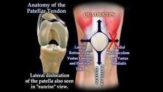 Anatomy Of The Patellar Tendon  Everything You Need To Know  Dr Nabil Ebraheim [upl. by Ilatfan909]