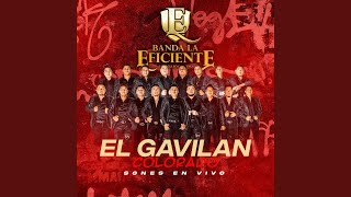 El Gavilan Colorado [upl. by Elyrpa]