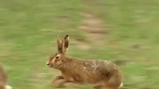 Boxing hares CCTV English [upl. by Guyer]