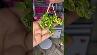 The hanging pothos lifestyle home miniverse miniature miniversemakeitminifood makeitmini [upl. by Cousin795]