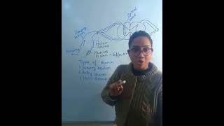 types of neuron  neuron notes  function of neuron  class 10 biology shorts youtubeshorts [upl. by Malcah708]