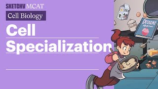 Cell Specialization Stages Potency amp Development Full Lesson  Sketchy MCAT [upl. by Ecirpak759]