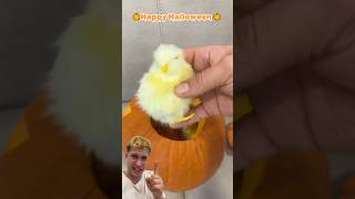 Ho trovato un cucciolo di pulcino dentro una zucca di Halloween e… [upl. by Adnoek101]