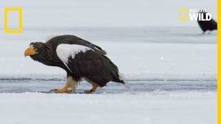 Un aigle royal combat des pygargues [upl. by Tray]