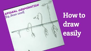 How to draw epigeal germination easily germination of bean seed easy drawing [upl. by Dotson360]