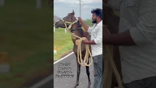 Good quality male horse for sale transportation available all over India new trending viral [upl. by Ojyram]