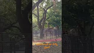 Indiraghandhi zoo park  vizag zoo park  giraffe  RkonWheels [upl. by Orit413]