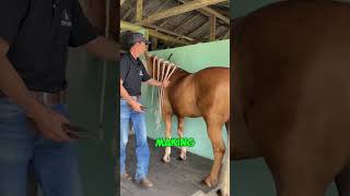 His Horses Hair Helps Cancer Patients [upl. by Lantz]