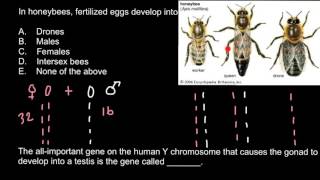 Genetics of honeybees [upl. by Erde882]