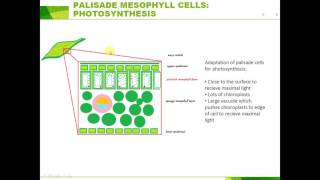 IGCSE BIOLOGY REVISION  Syllabus 23 Levels of organisation [upl. by Aiam39]