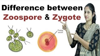 Difference between Zoospore and Zygote in Hindi [upl. by Heins234]